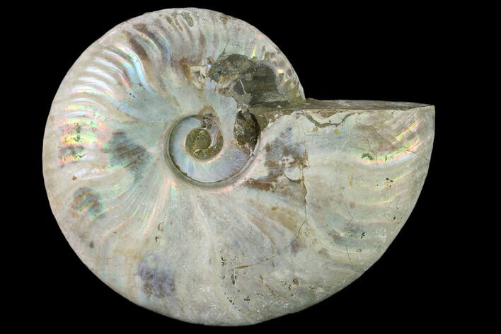 Silver Iridescent Ammonite (Cleoniceras) Fossil - Madagascar #137391